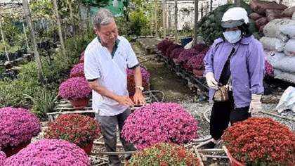 Muôn hoa khoe sắc tại làng hoa trăm tuổi ở Cần Thơ