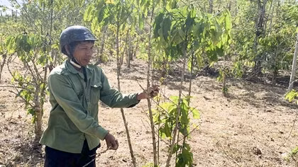 Nước mắt mùa hạn