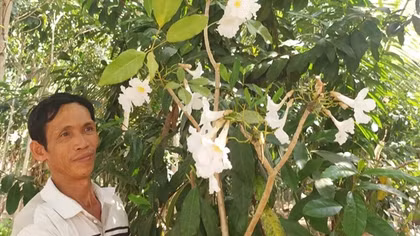 Độc lạ: Cây kèn hồng cho hoa màu trắng ở Sóc Trăng