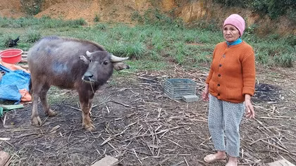 Khuất tất khi cấp phát trâu, bò dự án cho “hộ nghèo”