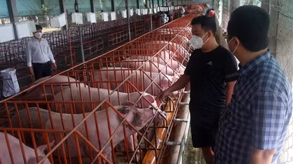 Vùng trọng điểm chăn nuôi sẵn sàng cung thực phẩm cho thị trường dịp Tết
