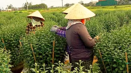 Trắng đêm mùa hoa Tết