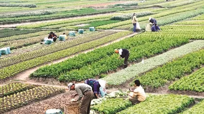 Người dân có đất nông nghiệp bị thu hồi sẽ được bồi thường bằng nhà ở