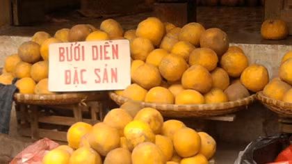 Bưởi Diễn vào vụ Tết, thị trường khó phân biệt thật, giả