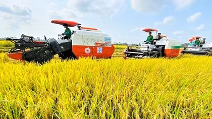 Xây dựng nhãn hiệu lúa giảm phát thải, nâng giá trị hạt gạo Việt Nam