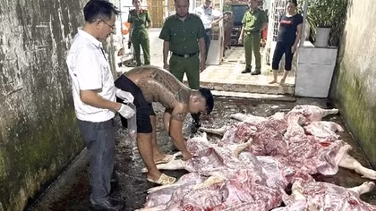 Khởi tố vụ chuyên thu gom lợn chết, lợn dịch bán ra thị trường