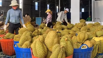 Không cấp điện cho kho xưởng sầu riêng xây dựng trái phép