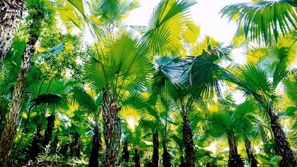 Giàu cây cọ, khó cây cọ