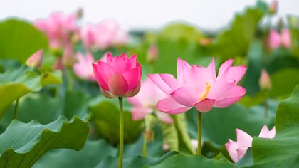 Mùa sen ở trong tôi