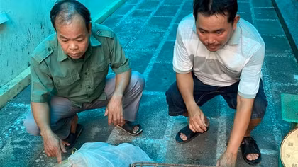 Khởi tố các đối tượng mua bán 2 cá thể tê tê