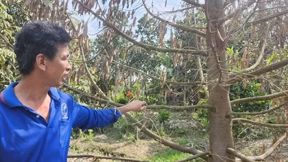 Nông dân bức xúc vì gần 10 ha vườn bị ngập nước, nhiều cây trái chết khô