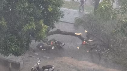 Hà Nội: Cây phượng bật gốc đè hai chị em thương vong