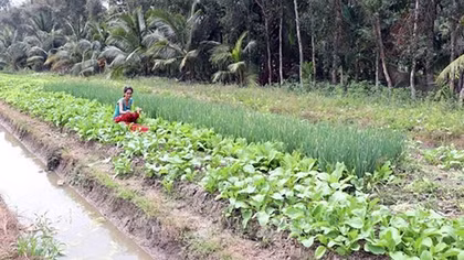 Chuyển đổi đất lúa khó sản xuất sang trồng màu cho thu nhập cao gấp 3 - 4 lần