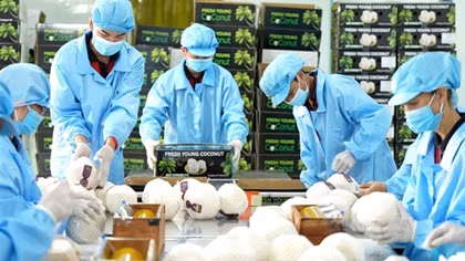 Doanh nghiệp chớp cơ hội xuất khẩu dừa tươi sang Trung Quốc