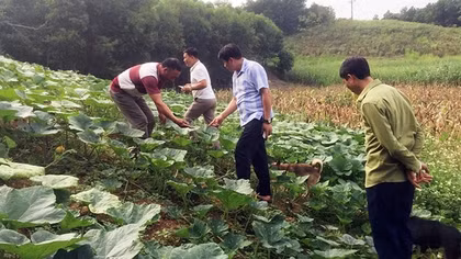Về Tân An - “Mù lử gia tuờ”