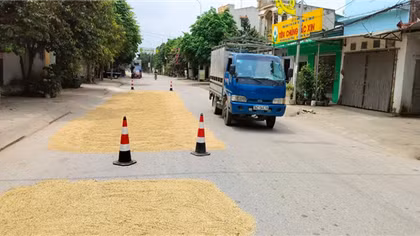 Nguy cơ tai nạn giao thông khi người dân phơi lúa trên mặt đường