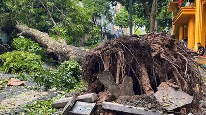 Nhiều đô thị trồng cây xanh mới chỉ quan tâm phần ngọn...