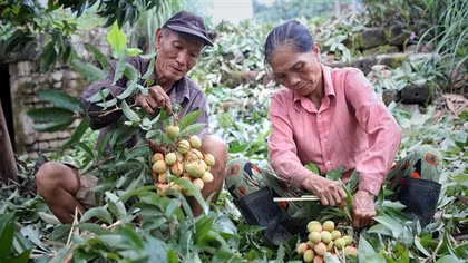 Triển khai nhiều giải pháp hỗ trợ xuất khẩu vải thiều