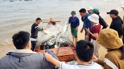 Nhiều ngư dân “trúng số độc đắc” từ biển