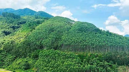 Tiềm năng lớn để phát triển thị trường carbon
