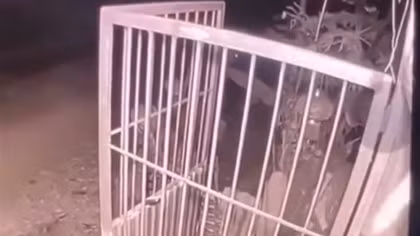 Chó béc giê cắn tử vong bé gái, chủ nuôi chó bị khởi tố