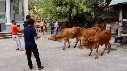 Thủy điện Sông Bung trao sinh kế cho người dân nghèo