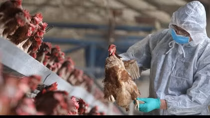 Mắc cúm gia cầm A/H9N2 nguy hiểm thế nào?