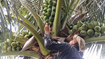 Tín hiệu lạc quan từ dừa (Kỳ 1)