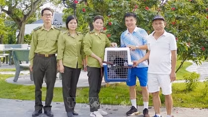 Vườn quốc gia Cúc Phương cứu hộ thành công một con vượn đen má hung quý hiếm
