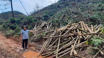 Nhiều vụ tranh chấp rừng sản xuất sau bão số 3 ở Quảng Ninh