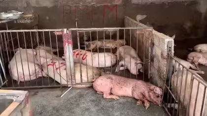 Phát hiện hơn 4.000 kg lợn và sản phẩm thịt lợn có triệu chứng bị bệnh