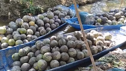 “Chiêu độc” của lái buôn buộc chủ vườn báo Công an điều tra