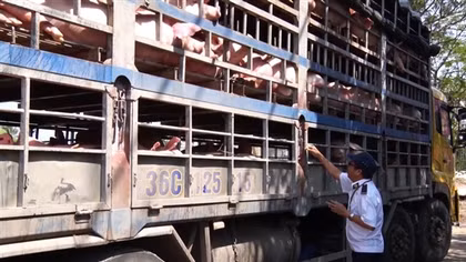 Lợn thịt nhập lậu vẫn ồ ạt tràn vào trong nước dịp giáp Tết