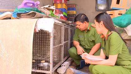 Nuôi nhốt hàng loạt chồn đèn, rắn hổ tại nhà riêng