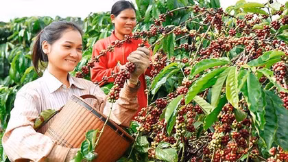 Đáp ứng EUDR để không lỡ cơ hội xuất khẩu vào EU