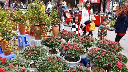 Hà Nội tổ chức 70 chợ hoa xuân dịp Tết Nguyên đán Ất Tỵ