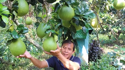 Phong phú trái cây miền Tây Nam Bộ cung ứng thị trường Tết