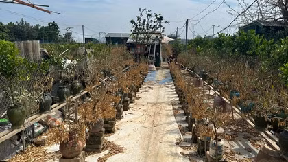 Hà Nội: Đề xuất hỗ trợ người trồng đào, quất ở Tây Hồ bị ảnh hưởng bởi bão số 3