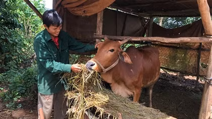 Pleiku giảm nghèo bền vững nhờ nguồn vốn chính sách