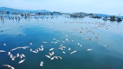 Nắng gắt rồi mưa dông, cá, tôm ở Phú Yên chết hàng loạt