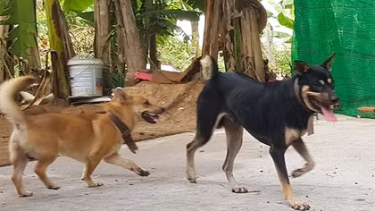 Trách nhiệm của chủ khi vật nuôi gây thiệt hại cho người khác
