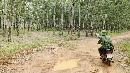 Hơn 359ha rừng cao su “vô chủ” nhưng vẫn khai thác mủ đều đặn (?!)