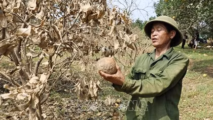 Khẩn trương ban hành Thông tư hướng dẫn cơ cấu nợ cho khách hàng bị ảnh hưởng bởi bão Yagi