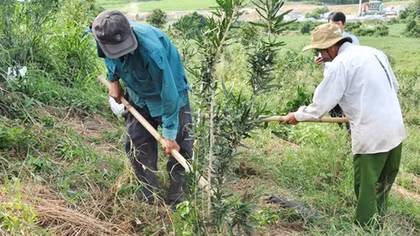 “Thần dược” xáo tam phân ngày ấy - bây giờ