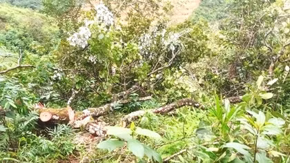 Vườn điều bị đốn hạ, “cuộc chiến” giành quyền sở hữu vẫn căng thẳng giữa hai nông dân