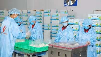 Dừa tươi xuất khẩu chính ngạch sang Trung Quốc dự báo tăng mạnh