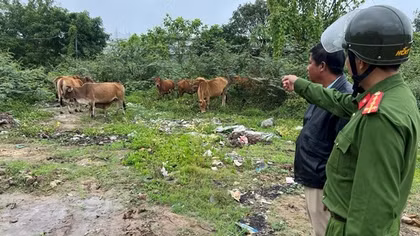Kẻ trộm 12 con bò là... chủ quán bê thui