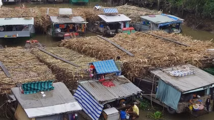 Nông dân phấn khởi vì giá mía tăng cao