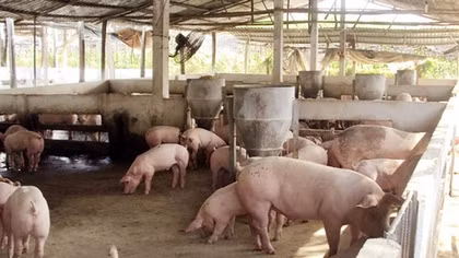 Phạt 3 công ty chăn nuôi hơn 2,3 tỷ đồng vì gây ô nhiễm môi trường
