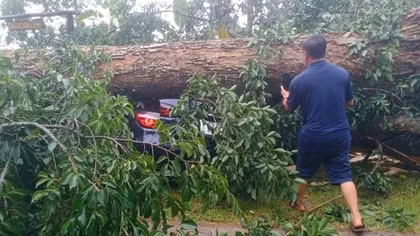 Cây cổ thụ bật gốc đè bẹp nhiều ô tô